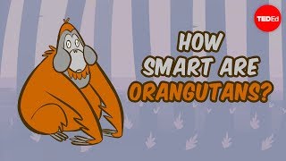 How smart are orangutans  Lu Gao [upl. by Nyraf]