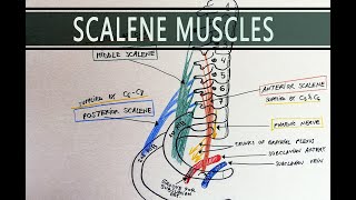 Scalene Muscles  Scalene Hiatus  Anatomy Tutorial [upl. by Harbot]