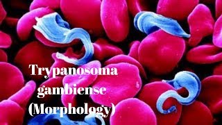 Trypanosoma gambiense  morphology [upl. by Attenor]