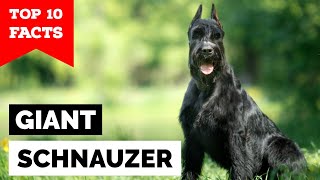 Giant Schnauzer  Top 10 Facts [upl. by Lebaron]