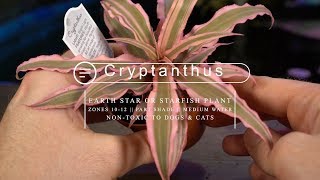 Cryptanthus Bromeliad Care  Earth Star Starfish Bromeliad [upl. by Carolee]