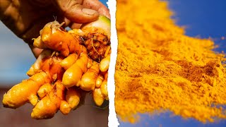 TURMERIC  How Does it Grow [upl. by Ettevol]