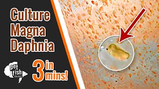 How to culture DAPHNIA MAGNA  The easy way [upl. by Mears]