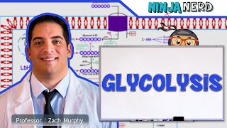 Metabolism  Glycolysis [upl. by Loar]