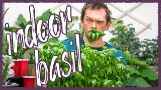 Grow Perfect Basil indoors [upl. by Born]