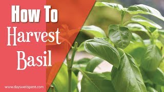 How to Harvest Basil for Continuous Plant Growth [upl. by Anoyk]