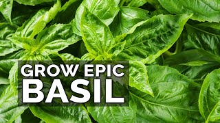 8 Tips to Grow Better Basil [upl. by Virge]