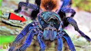 Worlds Most Beautiful Tarantula in Peril [upl. by Konstanze]