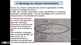 Cytologieبالعربية  5 Système endomembranaire  Part 3 Réticulum endoplasmique lisse REL [upl. by Enirok]