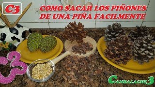 COMO SACAR LOS PIÑONES DE UNA PIÑA FÁCILMENTE [upl. by Inerney269]