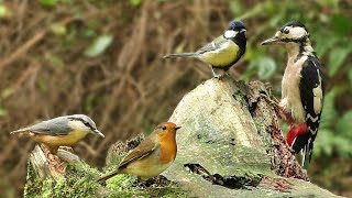 Bird Sounds Spectacular  8 HOURS of Beautiful British Birds [upl. by Kirsch]