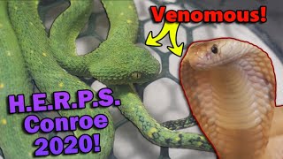 We Attend a VENOMOUS Reptile Show [upl. by Acinod]