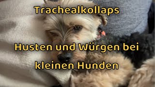 Trachealkollaps beim Hund  Husten und Würgen  Yorkshire Terrier amp kleine Hunde [upl. by Drape482]