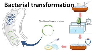 Bacterial transformation [upl. by Nerej]