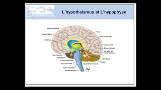 Le Système Endocrinien [upl. by Nus]