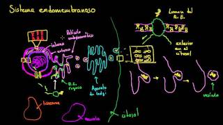 Sistema endomembranoso  La estructura de una célula  Biología  Khan Academy en Español [upl. by Meadows]