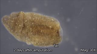 Planaria Regeneration Timelapse [upl. by Ok]