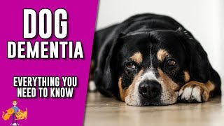 Canine Dementia everything you need to know about senility in dogs [upl. by Iret]