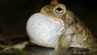 Il canto dello smeraldino Rospo smeraldino Bufo viridis [upl. by Pry916]