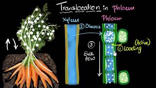 Phloem amp translocation  Life processes  Biology  Khan Academy [upl. by Zobias516]