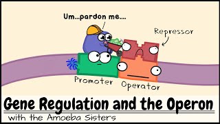 Gene Regulation and the Operon [upl. by Aserej]