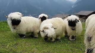 Valais Blacknose sheep [upl. by Eissehc718]