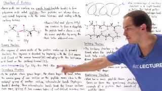 Structure of Proteins [upl. by Acissej479]