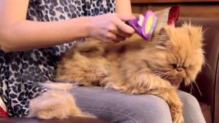 FURminator for Cats Video [upl. by Klecka]