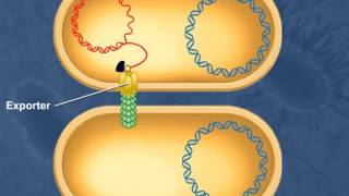 Bacterial Conjugation [upl. by Yemirej]