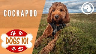 Dogs 101  COCKAPOO  Top Dog Facts about the COCKAPOO  DOG BREEDS 🐶 Brooklyns Corner [upl. by Goldfinch]