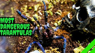 Top 10 Most DANGEROUS Tarantulas [upl. by Aham]