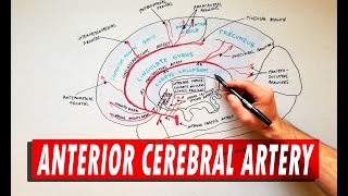 Anterior Cerebral Artery  Anatomy Tutorial [upl. by Bonnee726]