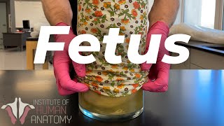 The Mysteries of The Human Fetus Explained [upl. by Schuh445]