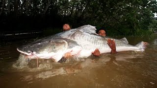 12 MAIORES PEIXES PESCADOS NO BRASIL [upl. by Aicsila437]