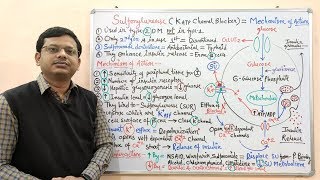 Diabetes Mellitus Part10 Mechanism of Action of Sulfonylurease  Antidiabetic Drugs  Diabetes [upl. by Bullis]