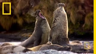 Violent Seal Battle  National Geographic [upl. by Aldarcie894]