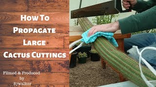 How To Propagate Large Cactus Cuttings [upl. by Alleinad]