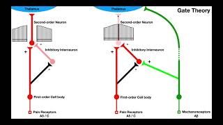 Pain Modulation  Gate Control amp Endogenous Opioid Mechanisms TENSIFC [upl. by Service]