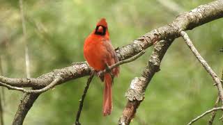 Fabulous Northern Cardinal Singing a Beautiful Song [upl. by Enyak576]