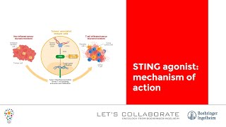 STING agonist mechanism of action [upl. by Ettelrats309]