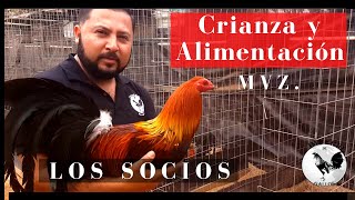 🐔 CUIDADOS Y CRIANZA DE GALLOS FINOS  Así se Desarrolla el Ave de Combate FUERTE y SANA [upl. by Eldrid]