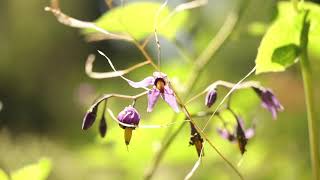 BITTERSWEET NIGHTSHADE Solanum dulcamara [upl. by Argent753]