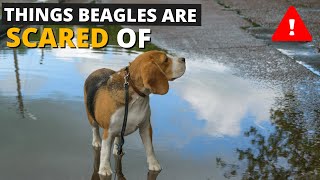 7 Most Common Things Beagles are Scared of and How to Deal with them [upl. by Etnwahs689]