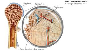 Bone tissue types  compact and spongy [upl. by Inaleon]