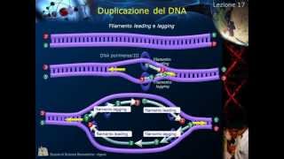 Citologia  Lezione 17 Duplicazione del DNA [upl. by Ikin]