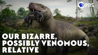 Our Bizarre Possibly Venomous Relative [upl. by Lux104]