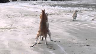 Wallaby Fight on the beach of Cape Hillsborough [upl. by Assenahs458]