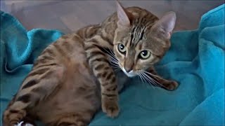 Bengal Cat Is Ready To Give Birth – Labor starts [upl. by How616]