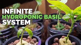 Hydroponic Basil Grow Basil Forever From 1 Plant [upl. by Teevens]