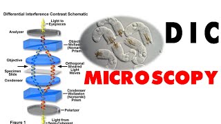 DIC microscopy [upl. by Aihgn682]